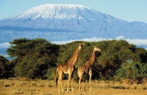 Kilimanjaro-safari